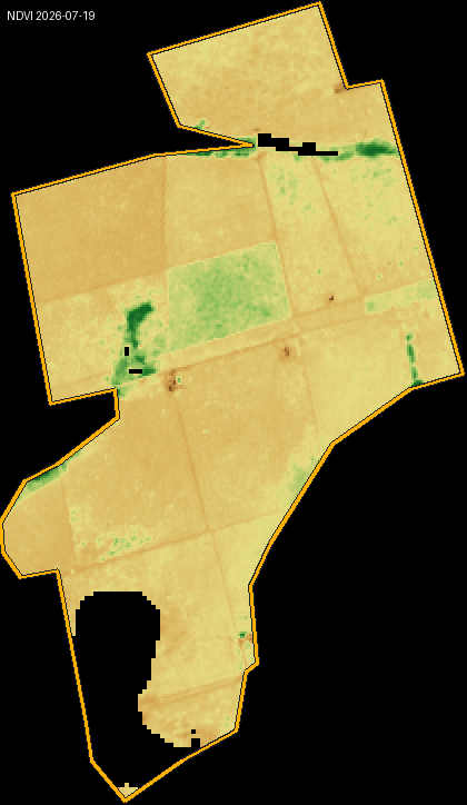 NDVI-Heatmap für einen brasilianischen Rinderbetrieb