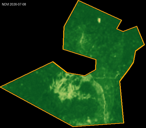 NDVI heatmap for a Brazilian cocoa plot