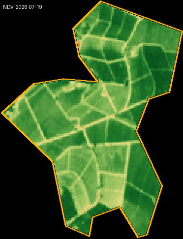NDVI heatmap for a Brazilian coffee plot